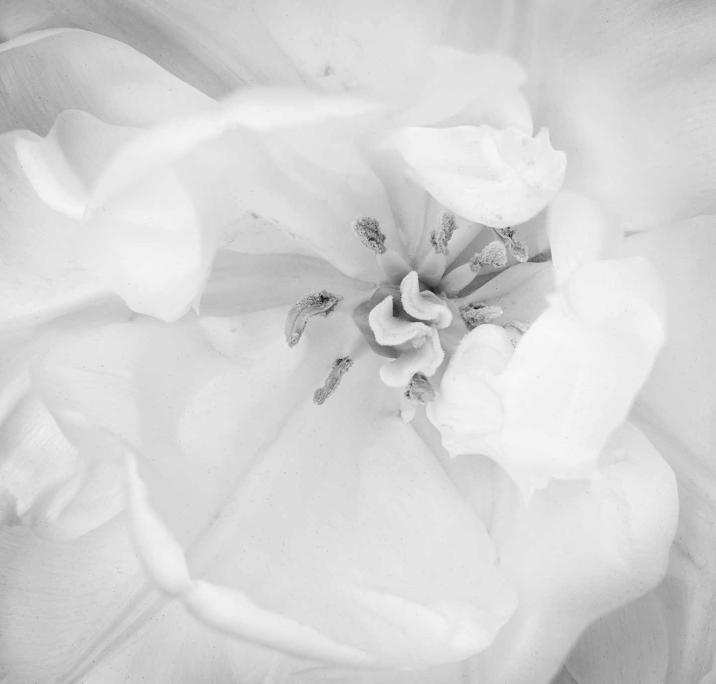 2nd PrizeOpen Mono In Class 2 By Paul Sylvia For Soft White Tulip APR-2023.jpg